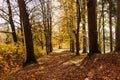 Autumn forest path. Orange color tree, red brown maple leaves in fall city park. Nature scene in sunset fog Wood in scenic scenery Royalty Free Stock Photo