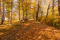 Autumn forest path. Orange color tree, red brown maple leaves in fall city park. Nature scene in sunset fog Wood in scenic scenery Royalty Free Stock Photo