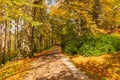 Autumn forest path. Orange color tree, red brown maple leaves in fall city park. Nature scene in sunset fog Wood in scenic scenery Royalty Free Stock Photo