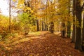 Autumn forest path. Orange color tree, red brown maple leaves in fall city park. Nature scene in sunset fog Wood in scenic scenery Royalty Free Stock Photo