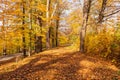 Autumn forest path. Orange color tree, red brown maple leaves in fall city park. Nature scene in sunset fog Wood in scenic scenery Royalty Free Stock Photo