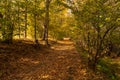 Autumn forest path. Orange color tree, red brown maple leaves in fall city park. Nature scene in sunset fog Wood in scenic scenery Royalty Free Stock Photo