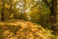 Autumn forest path. Orange color tree, red brown maple leaves in fall city park. Nature scene in sunset fog Wood in scenic scenery Royalty Free Stock Photo