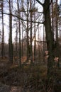 Autumn forest path in Polish woods Royalty Free Stock Photo