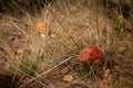 Autumn forest path in Polish woods. Red mushrooms hiding in the grass. Royalty Free Stock Photo