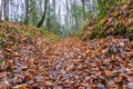 Autumn Forest Path Scene, Deep Forest Hiking Trail