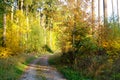 Autumn forest path