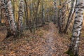 Autumn forest, path, on a sunny day - Finnish nature Royalty Free Stock Photo