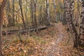 Autumn forest, path, on a sunny day - Finnish nature Royalty Free Stock Photo