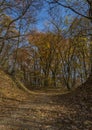 Autumn forest path in sunny day Royalty Free Stock Photo