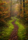 Autumn Forest Path Winding Through Mossy Woods Royalty Free Stock Photo