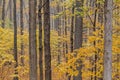 Autumn Forest in Peak Color