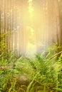 Autumn forest. Pine forest. Tall pines and green fern leaves on the path. Sun. The concept of a warm autumn. Mushrooms. Royalty Free Stock Photo