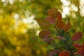 Autumn forest. Pink red leaves on a tree branch. Green yellow background bokeh Royalty Free Stock Photo