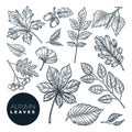 Autumn forest plants and leaves set, isolated on white background. Vector hand drawn sketch illustration Royalty Free Stock Photo