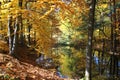 Autumn forest pond Royalty Free Stock Photo