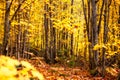 Autumn forest in the province of Quebec Royalty Free Stock Photo