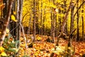 Autumn forest in the province of Quebec Royalty Free Stock Photo