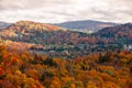 Autumn forest in the province of Quebec Royalty Free Stock Photo