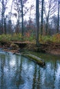 Autumn forest in a public park, old trees growing along a small river falling into the water, NJ Royalty Free Stock Photo