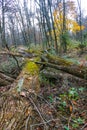 Autumn forest in a public park, old trees growing along a small river falling into the water, NJ Royalty Free Stock Photo