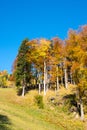 Autumn in a forest, Puchberg am Schneeberg, Austria