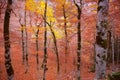 Autumn forest in Pyrenees Valle de Ordesa Huesca Spain Royalty Free Stock Photo