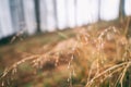 In the autumn forest after the rain, drops of water on the dry yellow grass in the forest. Beautiful nature background Royalty Free Stock Photo