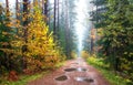 Autumn forest. Rainy day. Scenic yellow trees along road in woodland. Beautiful fall nature landscape