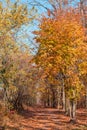 Autumn forest with rays of warm light illuminating the golden foliage and footpath leading to the scene. Magnificent autumn scene Royalty Free Stock Photo