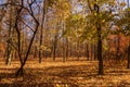 Autumn forest with rays of warm light illuminating the golden foliage and footpath leading to the scene. Magnificent autumn scene Royalty Free Stock Photo