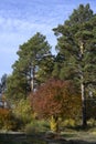 Autumn forest with red and yellow shrubs, and tall green pines Royalty Free Stock Photo