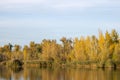 Autumn forest on the river. Landscape golden foliage and reflection of trees. Royalty Free Stock Photo