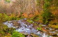 Autumn forest with river