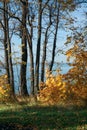 Autumn forest on the river Volga - Russia - on a clear sunny day