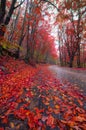 Autumn forest road Royalty Free Stock Photo