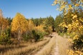 Autumn forest and road