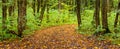 Autumn forest with a road covered with fallen leaves Royalty Free Stock Photo