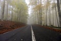 Autumn forest with road, golden and yellow leaves in a beautiful foggy day.