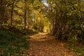 Autumn forest road leaves fall in ground landscape on autumnal background in November Royalty Free Stock Photo