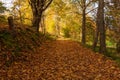 Autumn forest road leaves fall in ground landscape on autumnal background in November Royalty Free Stock Photo