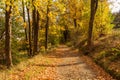 Autumn forest road leaves fall in ground landscape on autumnal background in November Royalty Free Stock Photo