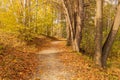 Autumn forest road leaves fall in ground landscape on autumnal background in November Royalty Free Stock Photo