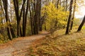 Autumn forest road leaves fall in ground landscape on autumnal background in November Royalty Free Stock Photo