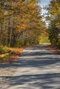 Autumn forest road leaves fall in ground landscape on autumnal background in November Royalty Free Stock Photo