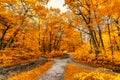 Autumn forest road leaves fall in ground landscape on autumnal background in November or october. Beautiful autumn has come Royalty Free Stock Photo