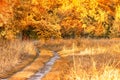 Autumn come in forest road leaves fall in ground landscape on autumnal background in November or october. Royalty Free Stock Photo