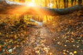 Autumn forest road leaves fall in ground landscape on autumnal background in November or october. Beautiful autumn landscape Royalty Free Stock Photo