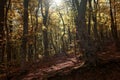 Autumn forest road leaves fall in ground landscape on autumnal background Royalty Free Stock Photo