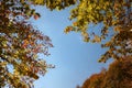 Autumn forest road leaves fall in ground landscape on autumnal background Royalty Free Stock Photo